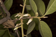 Diospyros melanoxylon